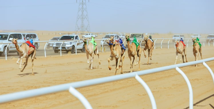 في اليوم الافتتاحي للمنافسات.. كؤوس الاتحاد السعودي للهجن الأولى سعودية 