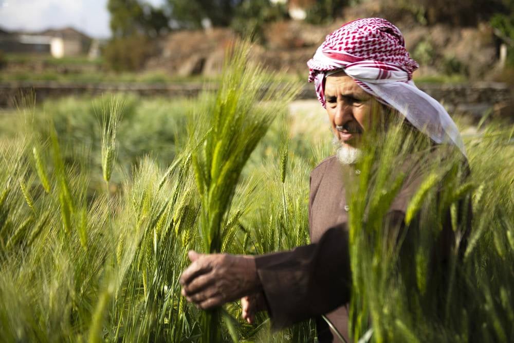 «الأمن الغذائي» تصرف 256 مليون ريال مستحقات الدفعة الرابعة لمزارعي القمح المحلي