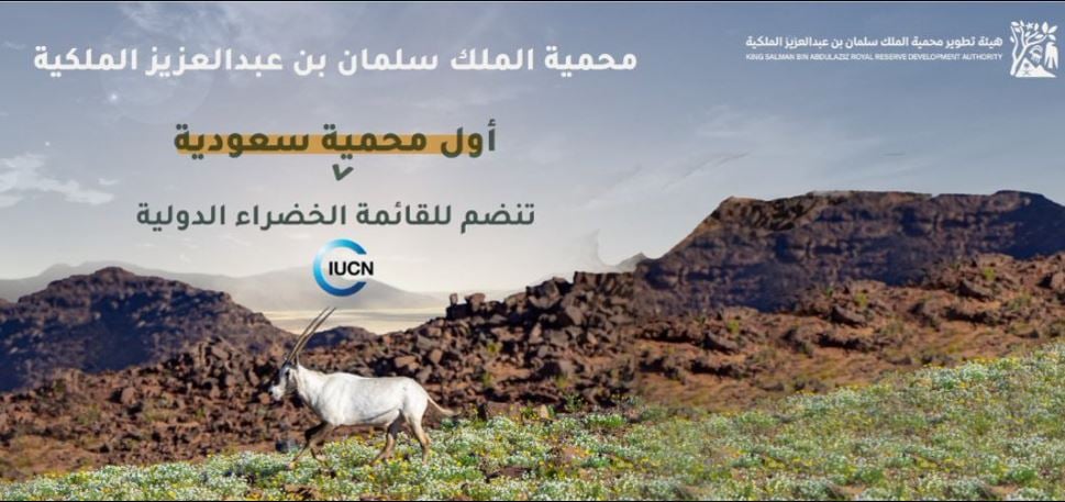 «سلمان الملكية» تحتفل بتسجيلها كأول محمية سعودية تنضم للقائمة الخضراء