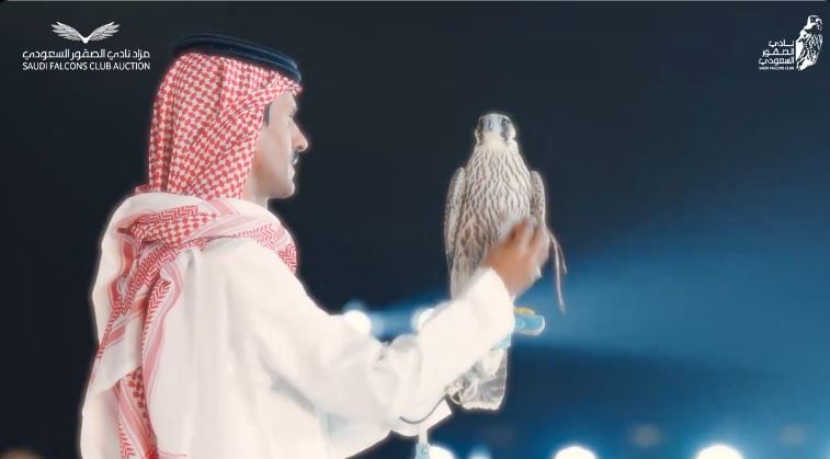 بيع صقر بـ 150 ألف ريال ضمن مزاد نادي الصقور السعودي