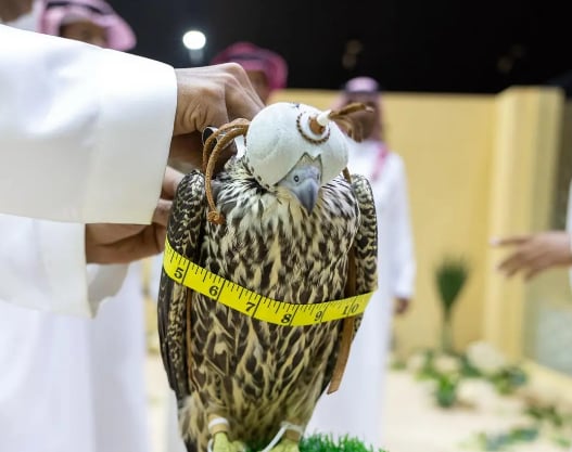 بيع صقرين بأكثر من 300 ألف ريال في الليلة العاشرة لمزاد نادي الصقور 