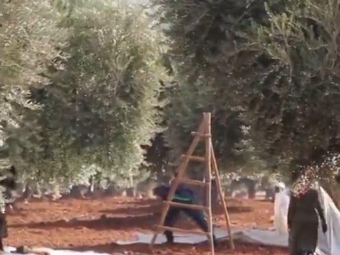 الإرشاد الزراعي: 3 تنبيهات لمزارعي الزيتون لجودة الزيت