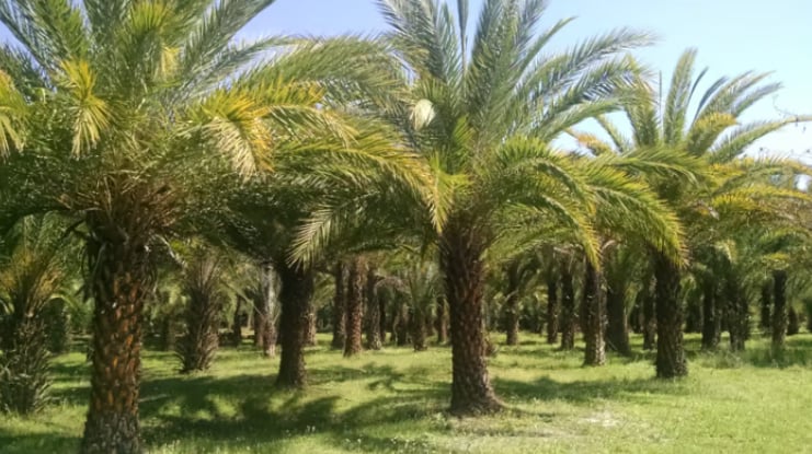 الإرشاد الزراعي تنصح بزيادة ري النخيل بعد جني الثمار