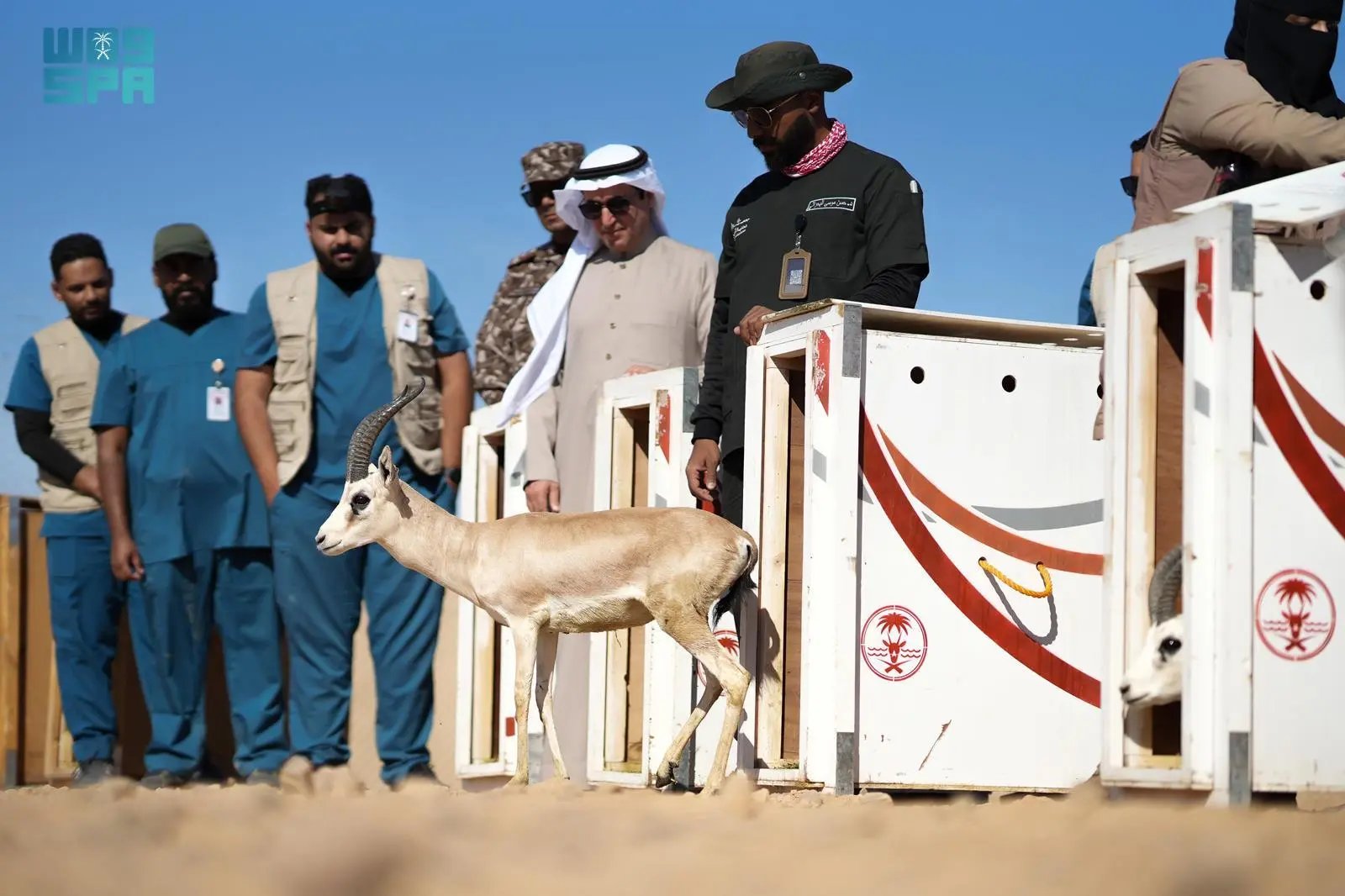 «الحياة الفطرية» يطلق 80 كائنًا مهددًا بالانقراض في محمية الأمير محمد بن سلمان