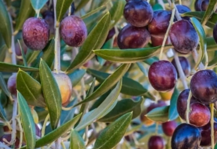 «الإرشاد الزراعي» توضح مراحل تطور ثمار الزيتون وعلاقتها بكمية الزيت