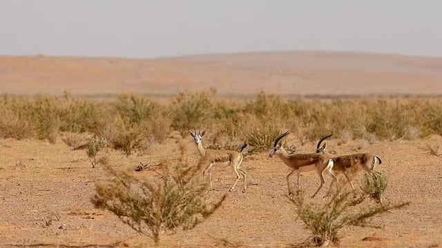 هيئة تطوير محمية الإمام تركي بن عبدالله ترصد 6 مخالفات صيد جائر