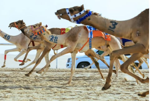 3 كؤوس و40 شوطًا.. السعوديون يتألقون في كأس وزارة الرياضة للهجن