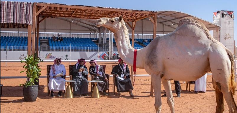 خلال الأسبوع الأول.. مهرجان الملك عبدالعزيز للإبل ينهي إجراءات مشاركة 1053 مالكًا 