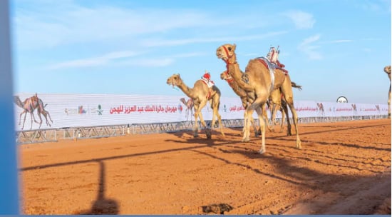 بجوائز تتجاوز 85 مليون ريال.. انطلاق سباقات الهجن في مهرجان الملك عبدالعزيز للإبل