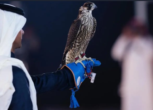 انطلاق منافسات كؤوس الملك عبدالعزيز لمزاين الصقور بجوائز تتجاوز 4,9 ملايين ريال