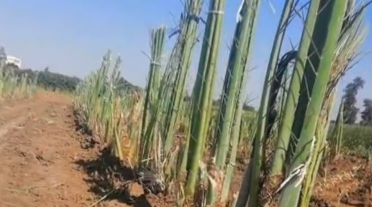 خبير زراعي يوضح طرق ري فسائل النخيل المزروعة حديثا