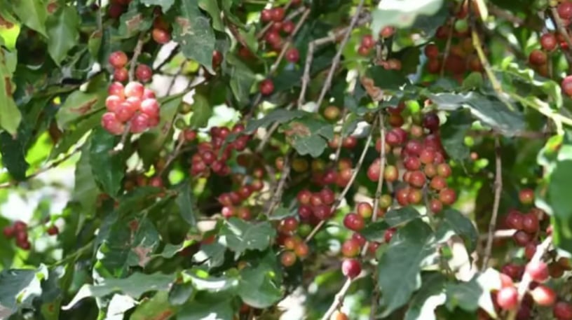 «الإرشاد الزراعي» توصي بمتابعة أشجار البن بعد عمليات التقليم