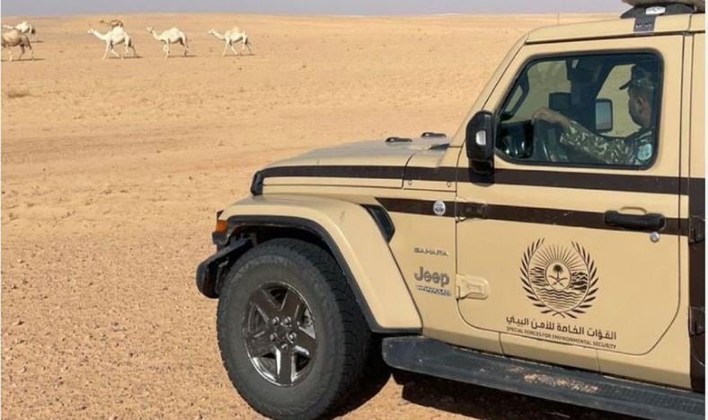 ضبط مواطنًا لارتكابه مخالفة رعي بمحمية الملك عبدالعزيز الملكية