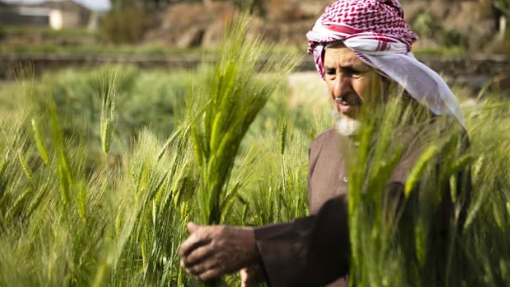 «الإرشاد الزراعي» توضح طريقة التخلص من الديدان القارضة بحقول القمح