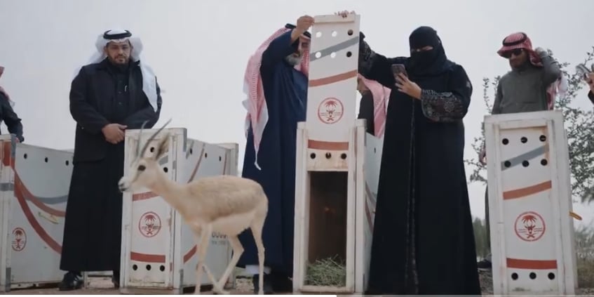 إطلاق 10 من ظباء الريم في متنزه الزلفي الوطني لتعزيز التنوع الأحيائي