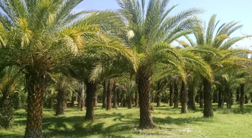 الإرشاد الزراعي: سماد البوتاسيوم يعزز قدرة النخيل على تحمل الأمراض