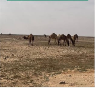 ضبط مواطن لارتكابه مخالفة رعي في محمية الإمام تركي بن عبدالله الملكية