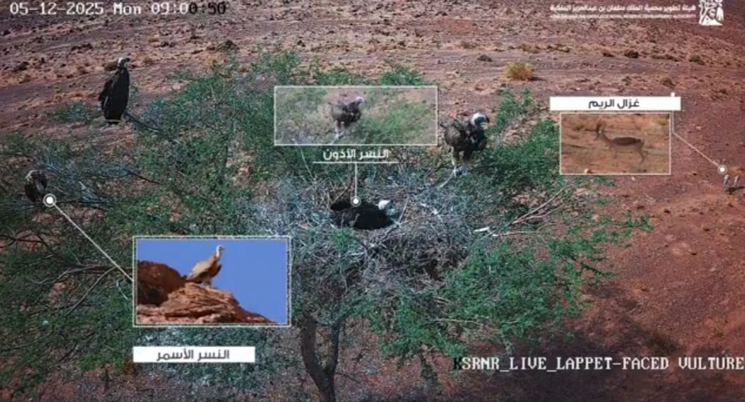 لقطات فريدة ترصد تفاعلات الحياة البرية في محمية الملك سلمان بن عبدالعزيز الملكية