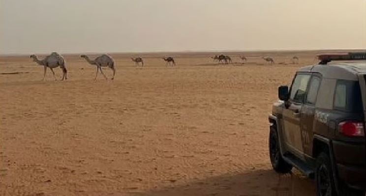 ضبط مواطن مخالف لنظام البيئة بمحمية الإمام عبدالعزيز بن محمد الملكية