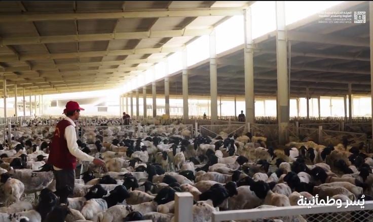 «أضاحي» تبدأ عملياتها التشغيلية في يوم النحر لخدمة حجاج بيت الله الحرام