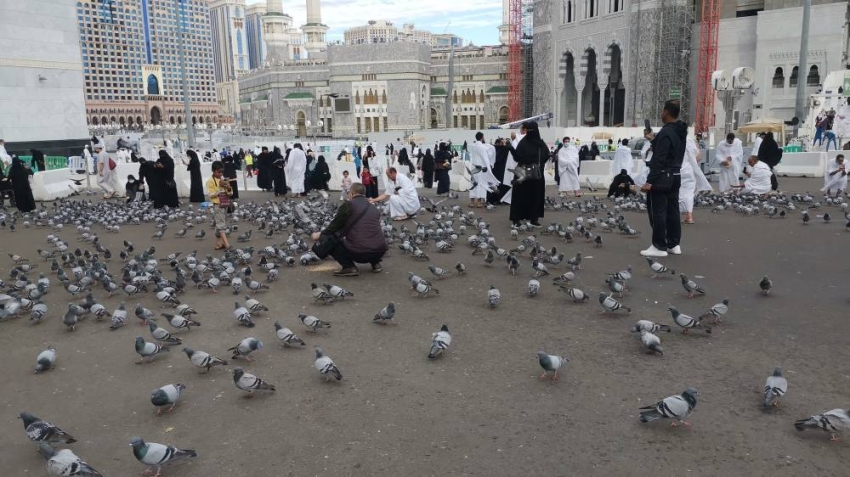 ضيوف الرحمن يطعمون حمام الحرم في ساحات المسجد الحرام (فيديو)
