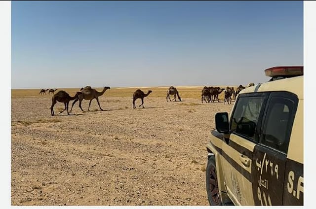 ضبط مواطن لارتكابة مخالفة رعي في محمية الملك عبدالعزيز الملكية