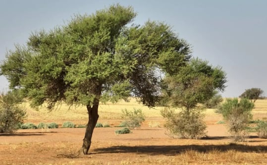  تزايد نمو الغطاء النباتي في محمية الإمام تركي بن عبدالله يعزز جودة الهواء