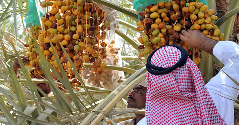 الإرشاد الزراعي تحث على تجنب خلط التمور المتساقطة أسفل النخيل بالسليمة  