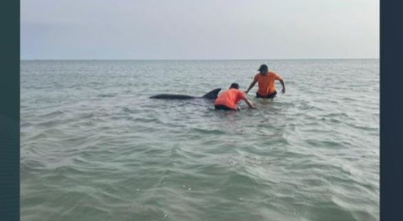 حرس الحدود بمنطقة مكة المكرمة يعيد دلفينًا للبحر بعد أن جرفته الأمواج إلى الشاطئ