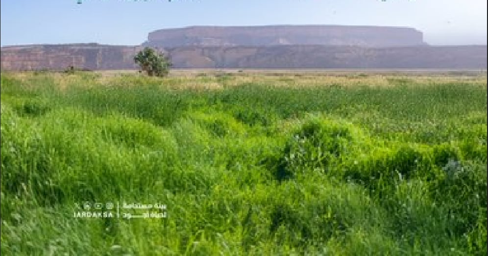 هيئة تطوير محمية الإمام عبدالعزيز: الغطاء النباتي منظومة حياة متكاملة تسهم في استقرار البيئة وتعزز جودة الحياة