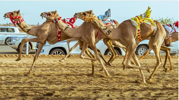 متحدث مهرجان «ولي العهد للهجن»: السباق يعكس إرث المملكة وهويتها الثقافية 