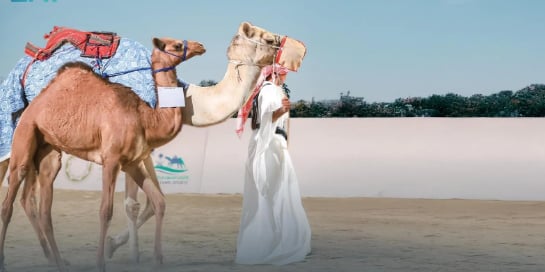 معرض الصقور والصيد السعودي الدولي 2025 يحتضن مزاد الهجن