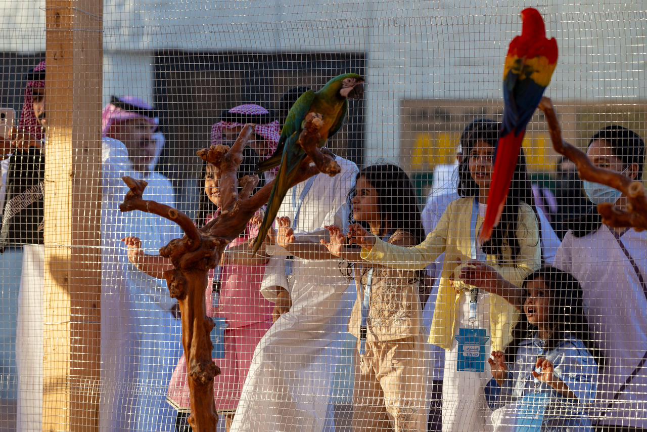 معرض الصقور والصيد السعودي الدولي 2025 يقدّم "السفاري" منطقة جديدة للتعريف بالحيوانات المهددة بالانقراض