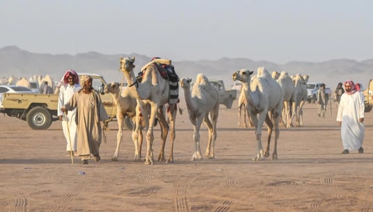 أكثر من 11 مليون ريال تحققها مبيعات مزاد حائل للإبل