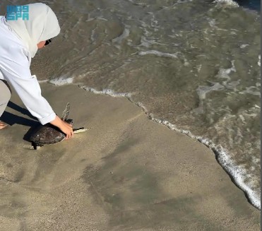 «الحياة الفطرية» يُطلق سلحفاتين بحريتين في محمية الجبيل بعد رحلة تأهيل ناجحة