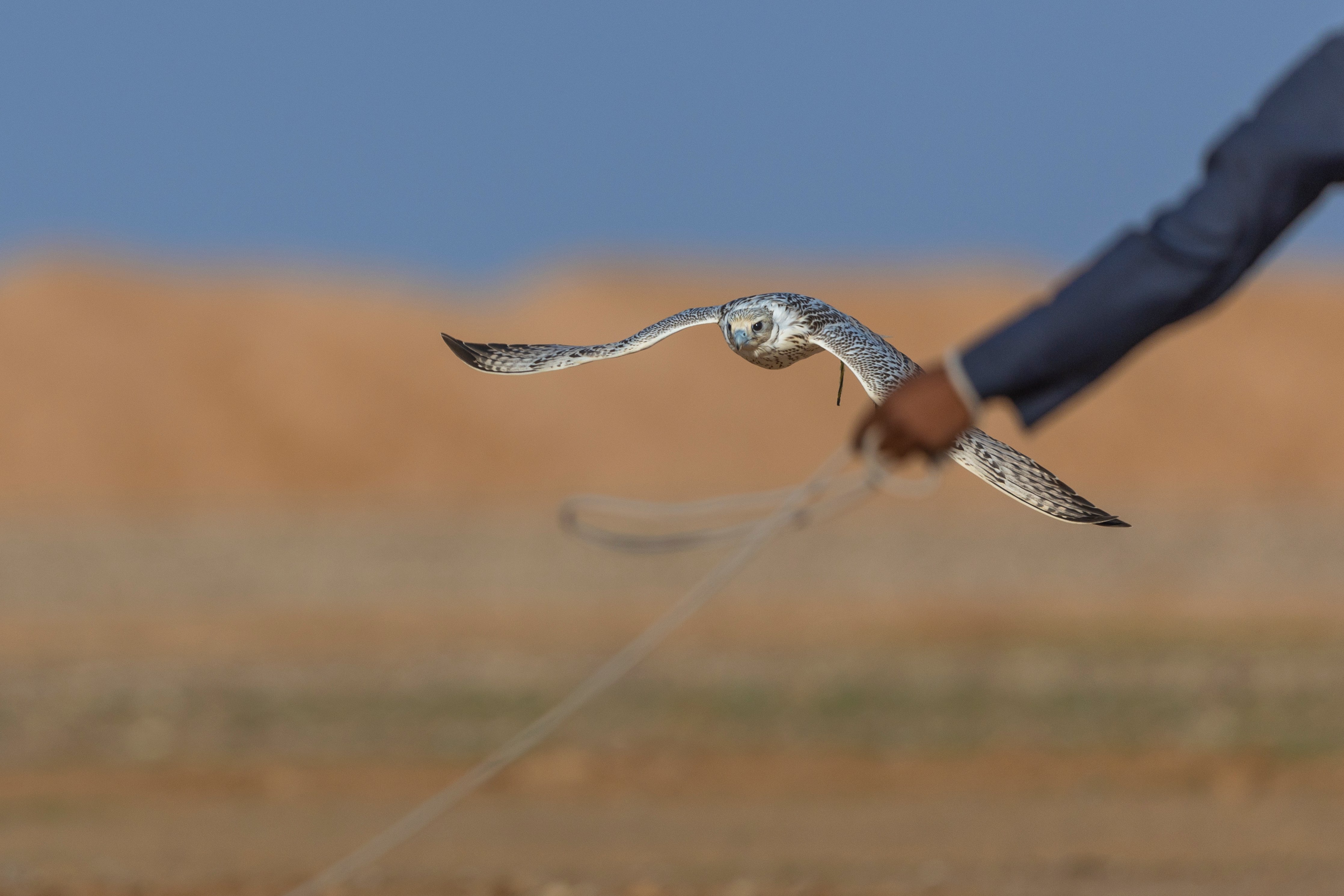 بموروث يتجدّد عبر الأجيال.. كأس نادي الصقور تواصل بناء مجتمع الصقارة في المملكة
