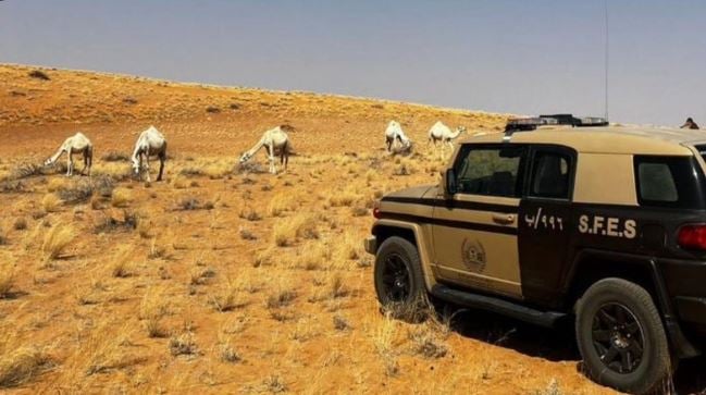 ضبط مواطن لارتكابه مخالفة رعي في محمية الإمام تركي بن عبدالله الملكية