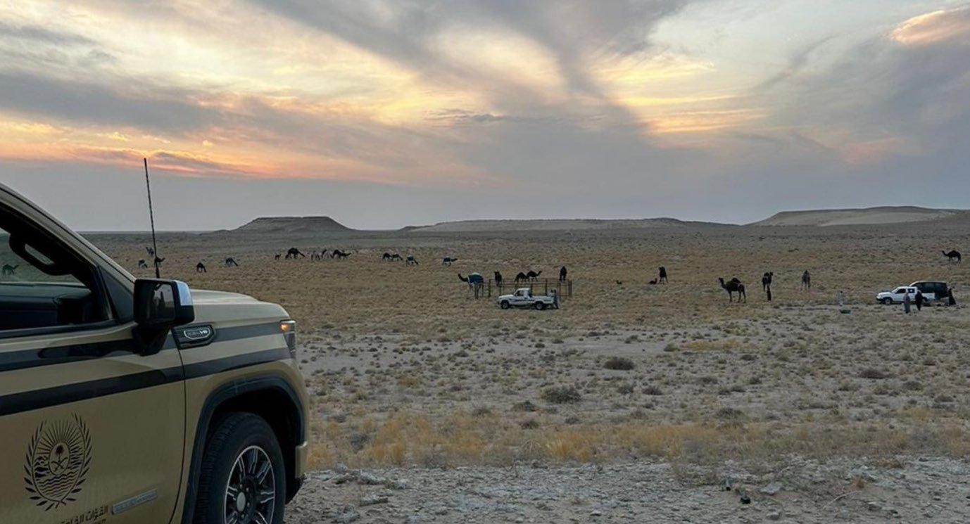 ضبط مخالف لرعيه 74 متنًا من الإبل في مواقع محظورة بمحمية الملك عبدالعزيز الملكية 