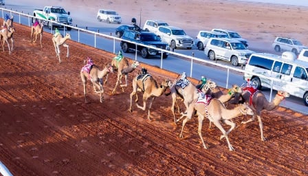 إعلان الفائزين بالمراكز الأولى في جائزة الملك عبدالعزيز لسباقات الهجن ضمن فئة "الحيل والزمول" 