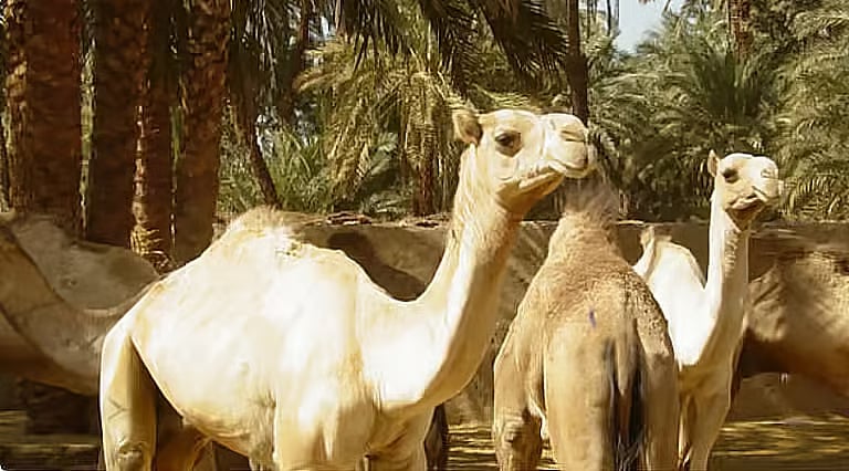 الإرشاد الزراعي توصي مربي الإبل بضوابط رعايتها في الشتاء