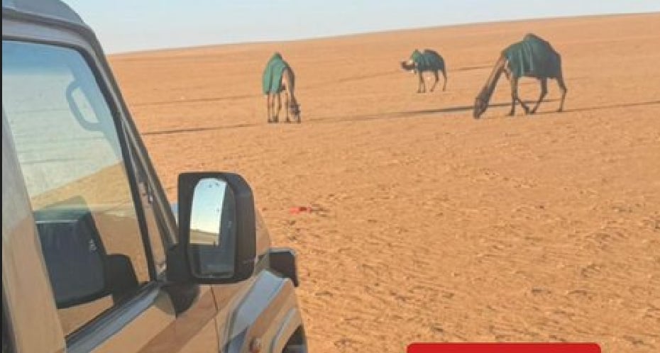 ضبط موطن لارتكابه مخالفة رعي في محمية الإمام عبدالعزيز بن محمد الملكية