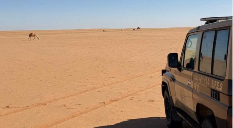 ضبط مواطن لارتكابه مخالفة الرعي بمحمية الإمام عبدالعزيز بن محمد الملكية