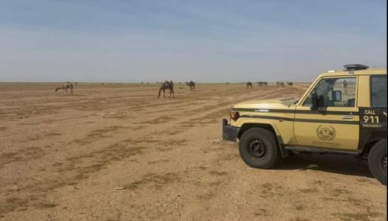 ضبط مواطن خليجي لارتكابه مخالفة رعي في محمية الملك عبدالعزيز الملكية