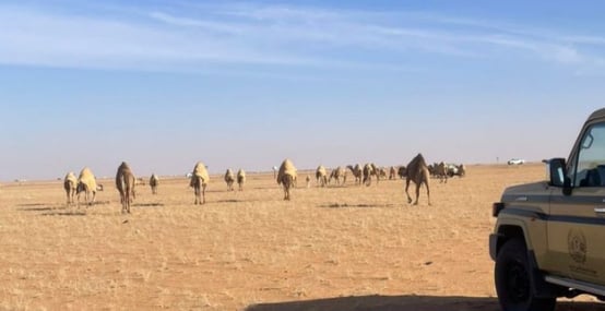 ضبط مواطن لارتكابه مخالفة رعي في محمية الملك عبدالعزيز الملكية