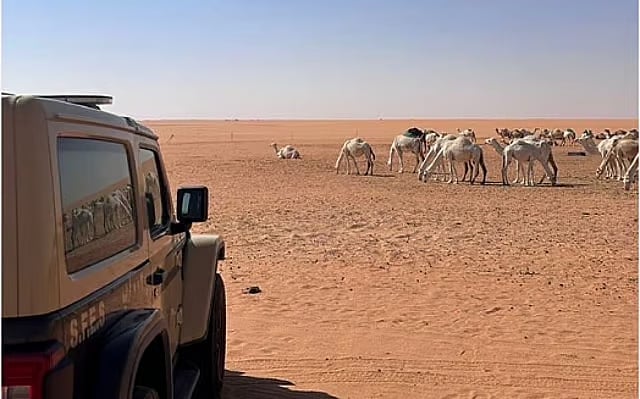 «الأمن البيئي» تضبط مواطنًا لارتكابه مخالفة رعي في محمية الملك عبدالعزيز الملكية