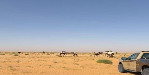 ضبط مواطن لارتكابه مخالفة رعي في محمية الإمام عبدالعزيز بن محمد الملكية