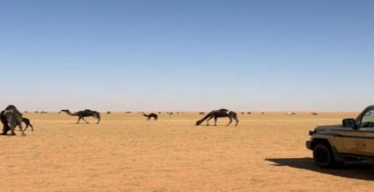 ضبط مواطن لارتكابه مخالفة رعي في محمية الإمام عبدالعزيز بن محمد الملكية