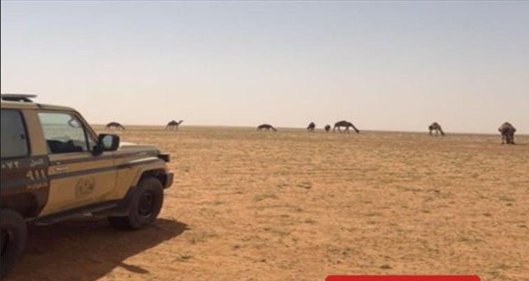  ضبط مواطن لارتكابه مخالفة رعي بمحمية الإمام عبدالعزيز بن محمد الملكية