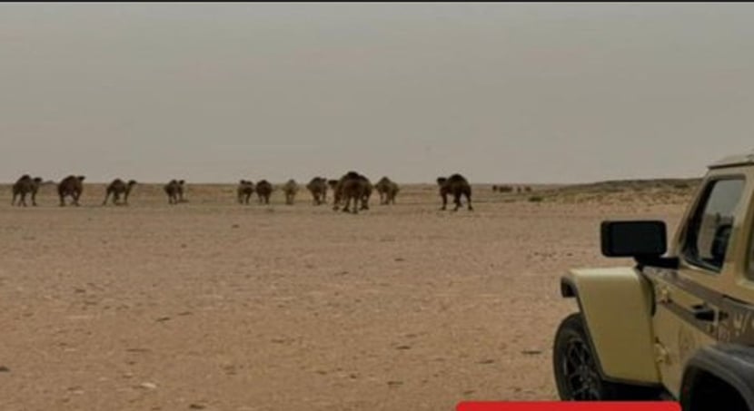 «الأمن البيئي» تضبط مواطنًا مخالفًا للرعي بمحمية الإمام عبدالعزيز بن محمد الملكية