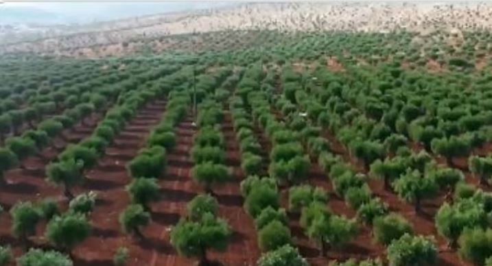 «الوطني للتشجير» يوقّع 11 مذكرة تفاهم مع عددٍ من الجهات لتعزيز تنمية الغطاء النباتي 